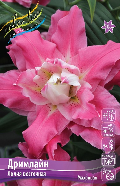 Лилия Дримлайн 16/18  1шт (КолЛайн) 2шт/уп