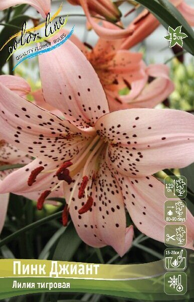 Лилия Пинк Джиант 12/14 1шт (КолЛайн) 5шт/уп