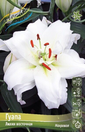 Лилия Гуапа 12/14 1шт (КолЛайн) 5шт/уп