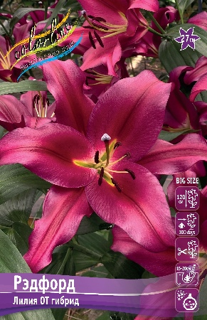 Лилия Рэфорд 14/16 1шт (КолЛайн) 5шт/уп