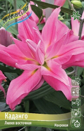 Лилия Каданго 12/14 1шт (КолЛайн) 5шт/уп