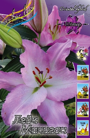 Лилия Лейк Мичиган 12/14 1шт (КолЛайн) 5шт/уп восточка, светло-сиреневая