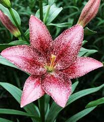 Лилия Свит Шугар 12/14 1шт (КолЛайн) 2шт/уп