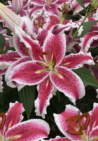 Лилия Стардансер 12/14 1шт (КолЛайн) 2шт/уп