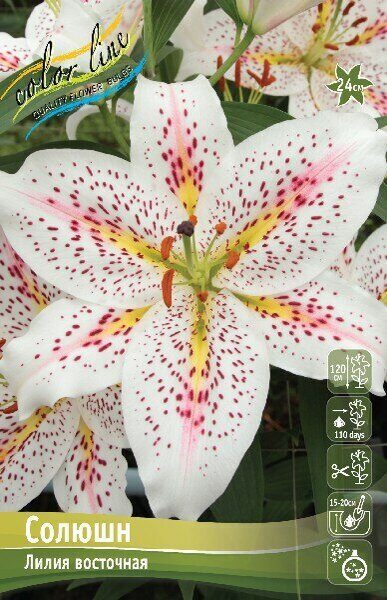 Лилия Солюшн 12/14 1шт (КолЛайн) 5шт/уп