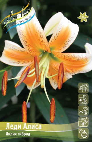 Лилия Леди Алиса 12/14 1шт (КолЛайн)