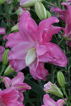 Лилия Лотус Джой 12/14 1шт (КолЛайн)