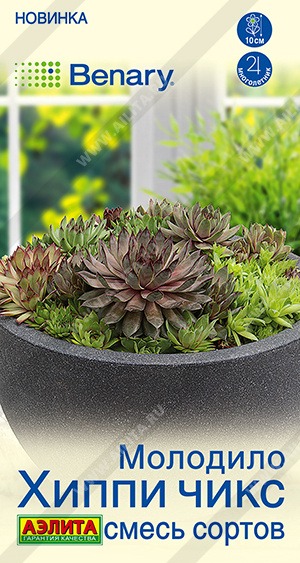 Молодило Хиппи чикс, смесь сортов 5шт ц/п (Аэлита)