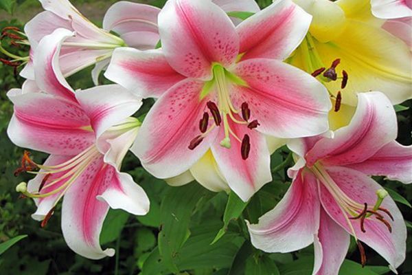 Лилия Пинк Бриллиант 1шт (КолЛайн) 