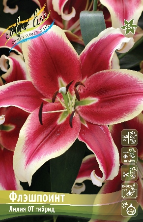 Лилия Флэшпоинт 12/14 1шт (КолЛайн) 5шт/уп
