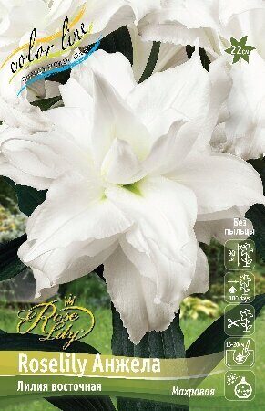 Лилия Roselily Анжела 16/18 1шт (КолЛайн) 3шт/уп