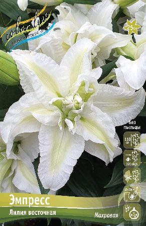 Лилия Эмпресс 12/14 1шт (КолЛайн) 5шт/уп