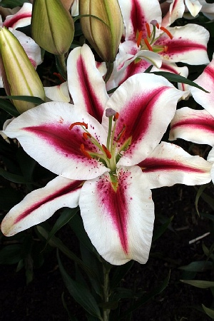 Лилия Хиачи 12/14 1шт (КолЛайн) 2шт/уп