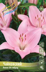 Лилия Чайковский 12/14 1шт (КолЛайн) 7шт/уп