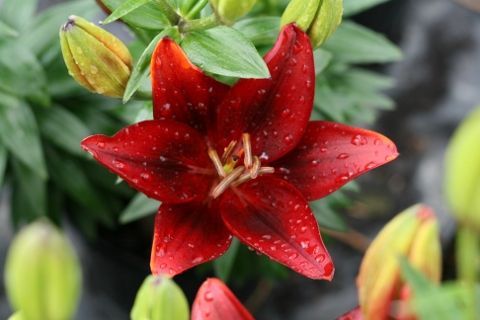 Лилия Тайни Рокет 10/12 1шт (КолЛайн) 2шт/уп