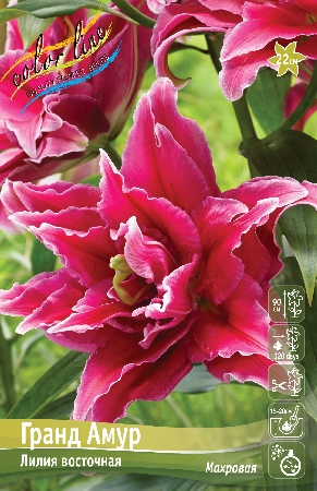 Лилия Гранд Амур 12/14 1шт (КолЛайн) 5шт/уп