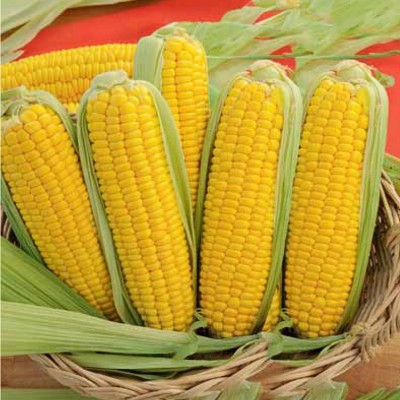 Кукуруза Тройная сладость сахарная 1кг (ПрСидс)