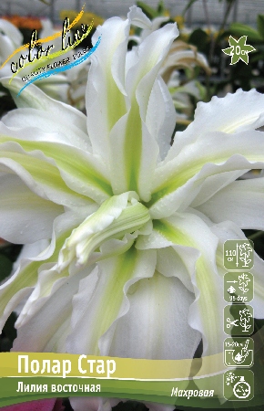 Лилия Полар Стар 12/14 1шт (КолЛайн) 5шт/уп восточка, махровая белая