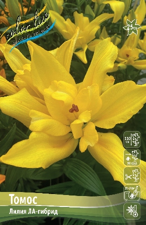 Лилия Томос 12/14 1шт (КолЛайн)