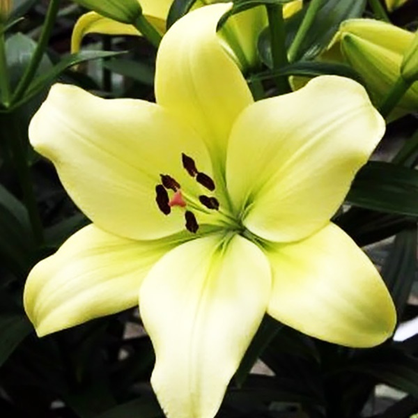 Лилия Геррит Залм 12/14 1шт (КолЛайн) 7шт/уп