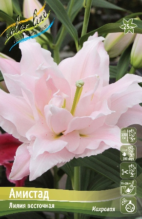Лилия Амистад 12/14 1шт (КолЛайн) 2шт/уп
