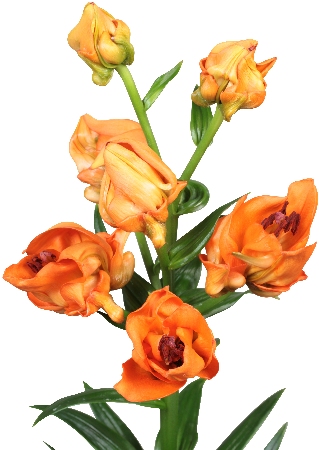 Лилия Тинторетто 12/14 1шт (КолЛайн) 5шт/уп 