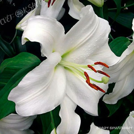 Лилия Брайт Бриллиант 12/14 1шт (КолЛайн)