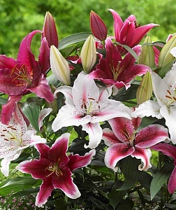 Лилия Фрагранс Микс 12/14 1шт (КолЛайн) 5шт/уп