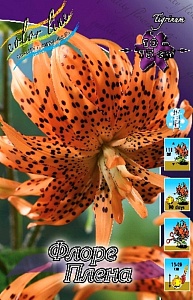 Лилия Флора Плена 12/14 1шт (КолЛайн)