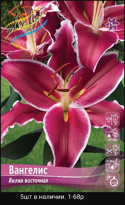 Лилия Вангелис 12/14 1шт (КолЛайн) 2шт/уп