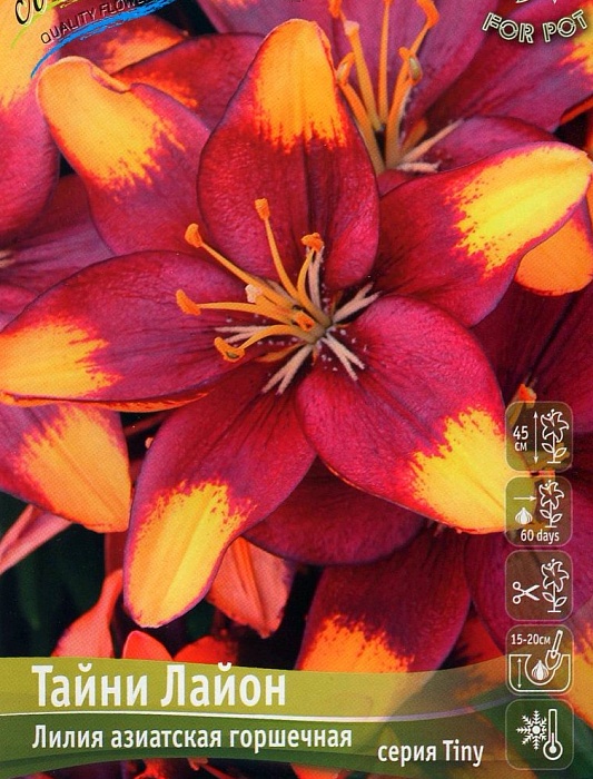 Лилия Тайни Лайон 10/12 1шт (КолЛайн) 7шт/уп