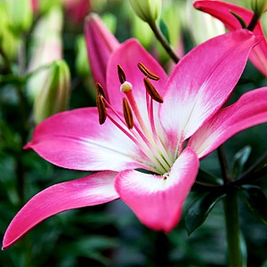 Лилия Тайни Диамонд 10/12 1шт (КолЛайн) 2шт/уп 