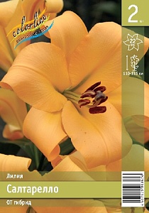 Лилия Салтарелло 12/14 1шт (КолЛайн) 2шт/уп