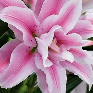 Лилия Амистад 12/14 1шт (КолЛайн) 5шт/уп