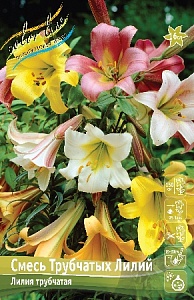 Лилия Смесь Трубчатых лилий 12/14 1шт (КолЛайн) 5шт/уп