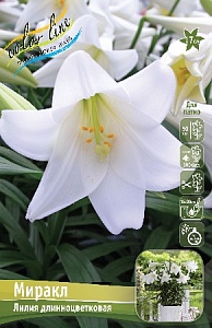 Лилия Миракл 12/14 1шт (КолЛайн) 2шт/уп