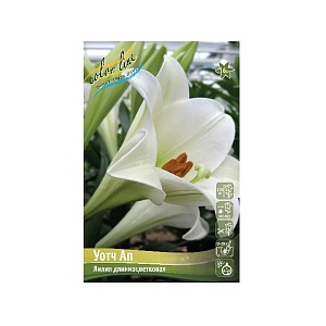 Лилия Уотч Ап 12/14 1шт (КолЛайн) 7шт/уп