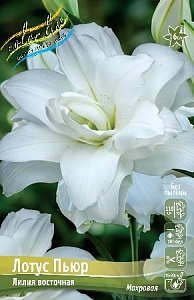 Лилия Лотус Пьюр 12/14 1шт (КолЛайн) 5шт/уп