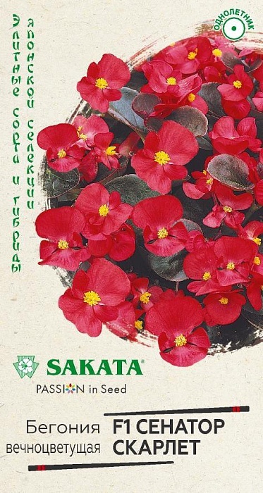 Бегония Сенатор Скарлет 4шт ц/п (Гавриш) Элит.клумба