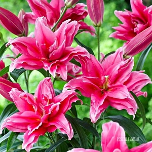 Лилия Roselily&Лорена 16/18 1шт КолЛайн (3шт/уп)