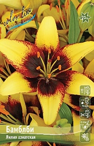 Лилия Бамблби 12/14 1шт (КолЛайн) 5шт/уп
