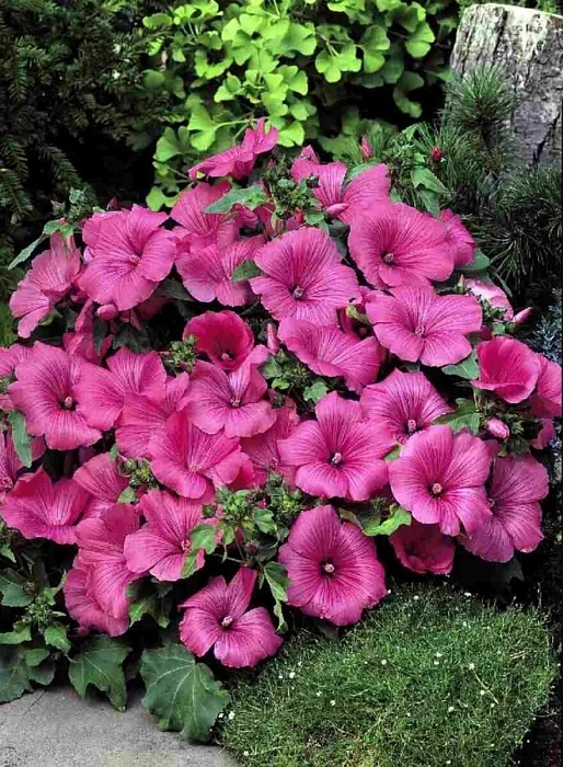 Лаватера Малиновый гном 0,2г ц/п (Гавриш)