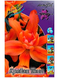 Лилия Крейзи Твин 12/14 1шт (КолЛайн) 