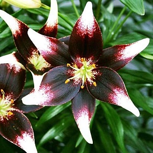 Лилия Нэттиз Прайд 12/14 1шт (Садовита) 5шт/уп