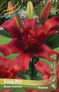 Лилия Болд Игл 1шт (КолЛайн) 5шт/уп