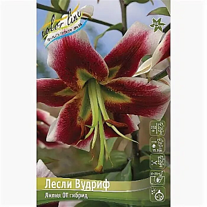 Лилия Лесли Вудриф 12/14 1шт (КолЛайн) 5шт/уп