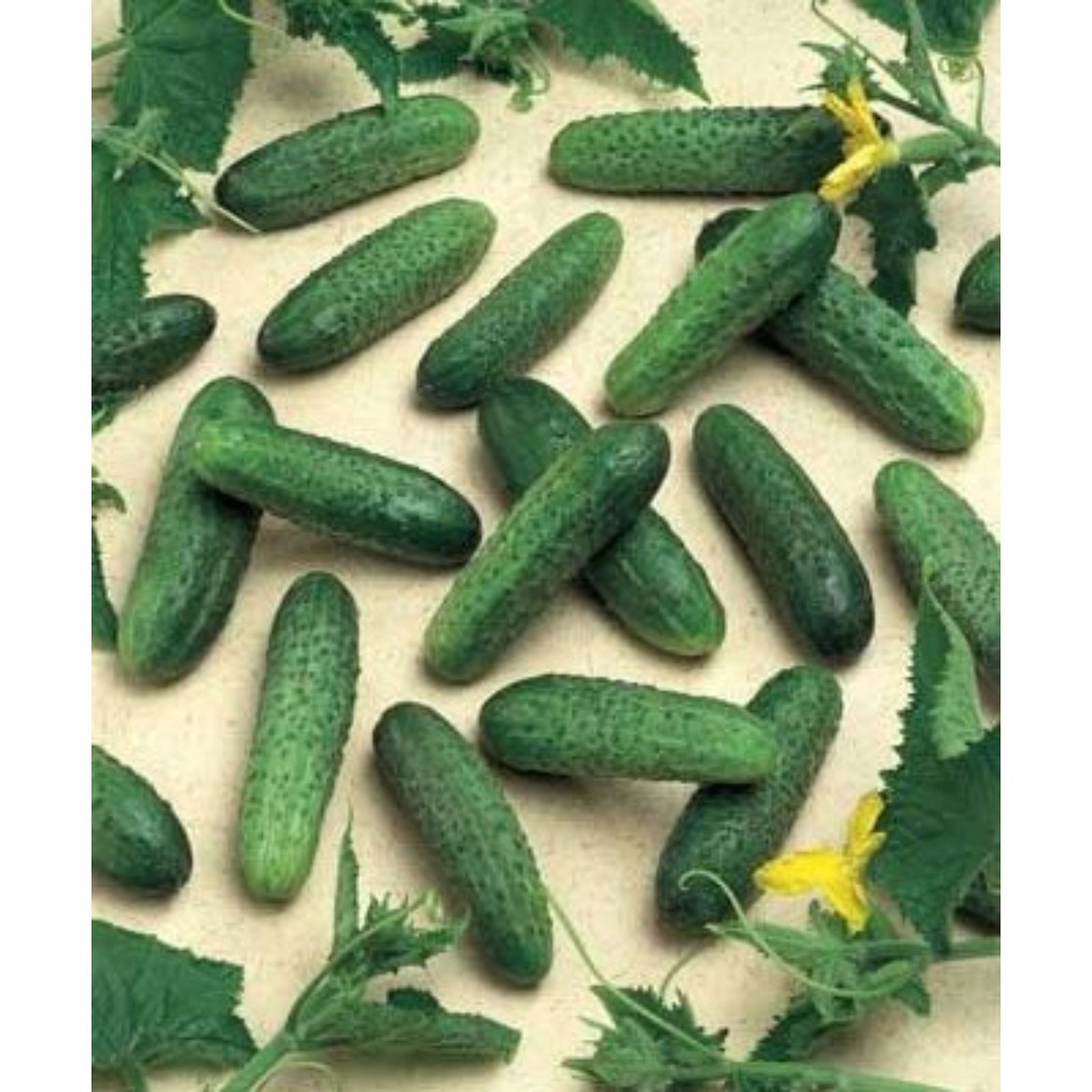 Огурец Герман F1 250шт (RS)