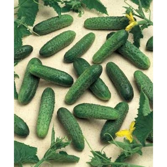 Огурец Герман F1 250шт (RS)