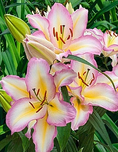 Лилия Капитан Триколор 1шт (КолЛайн) 2шт/уп