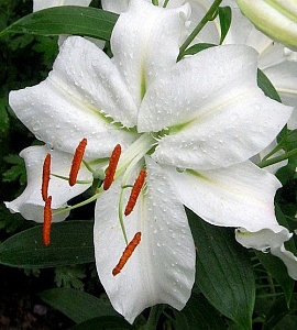 Лилия Сибирь 12/14 1шт (КолЛайн) 2шт/уп